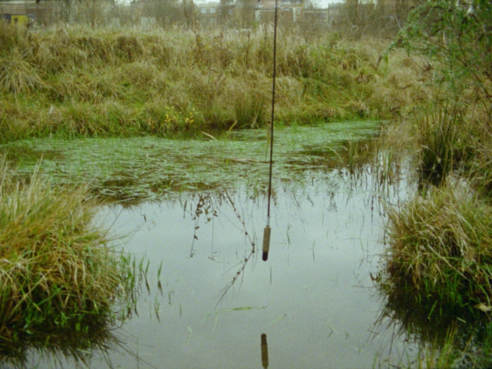 Still of a pond